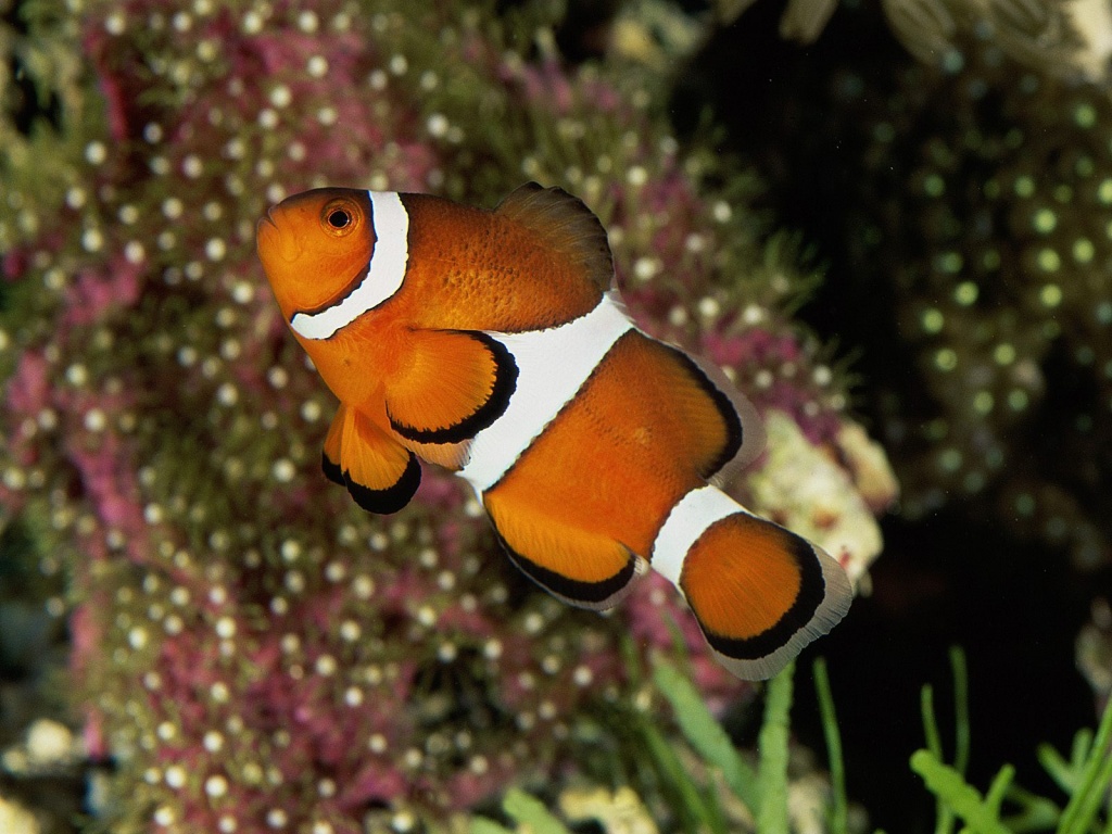 clownfish voice changer download for pc